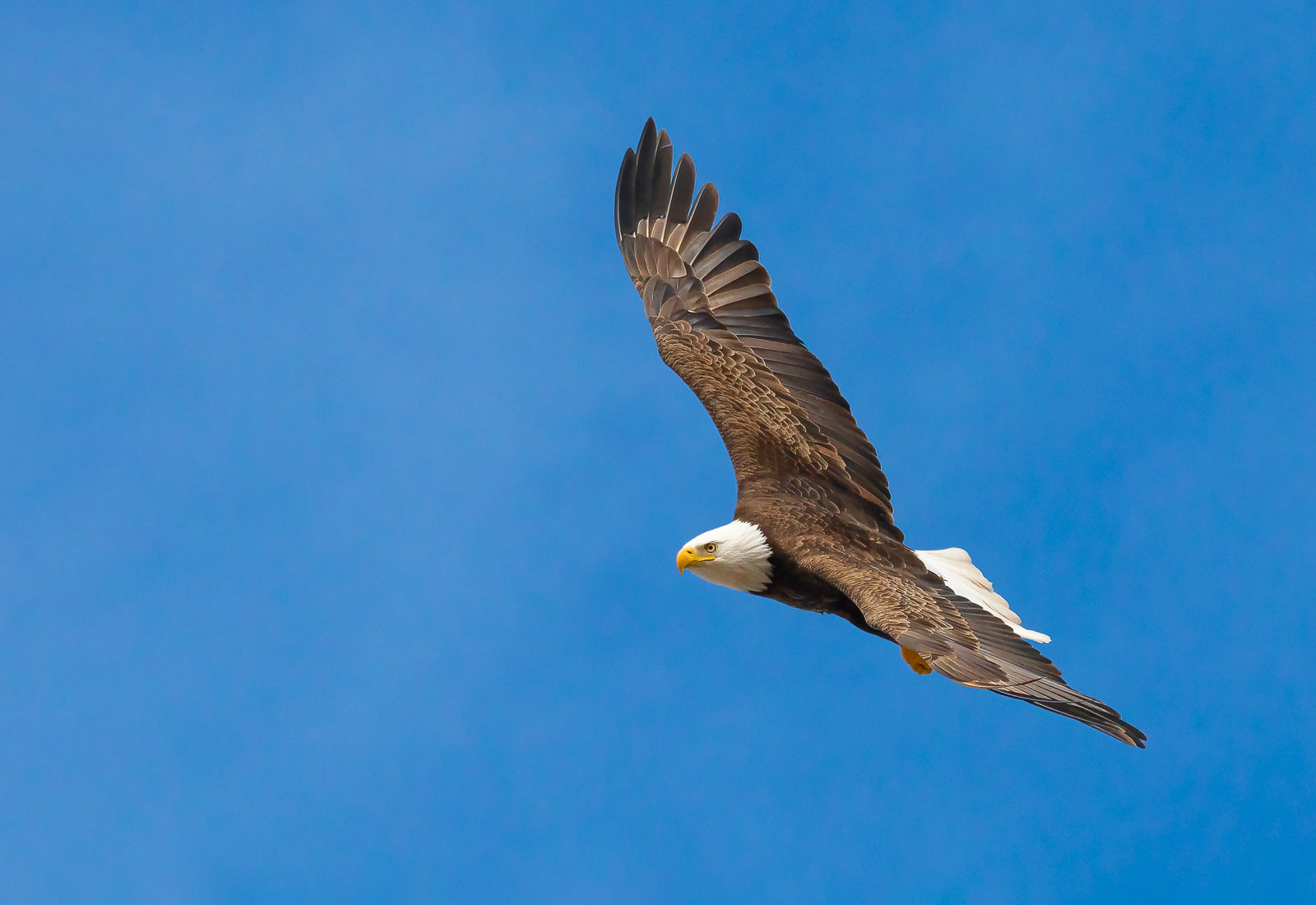 Bald Eagle in Flight