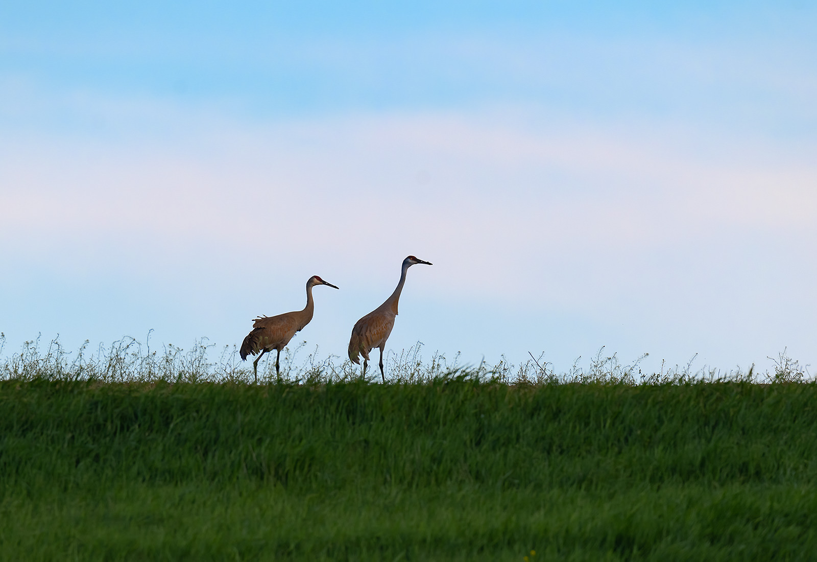 Sandhill Cranes on a hill