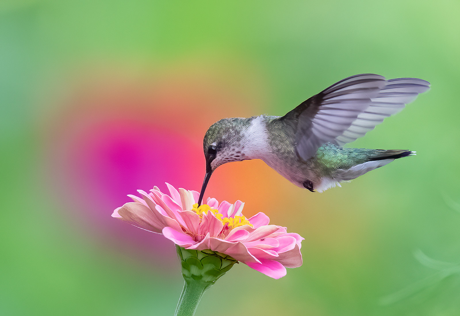 Ruby-throated Hummingbird hovering over flowers