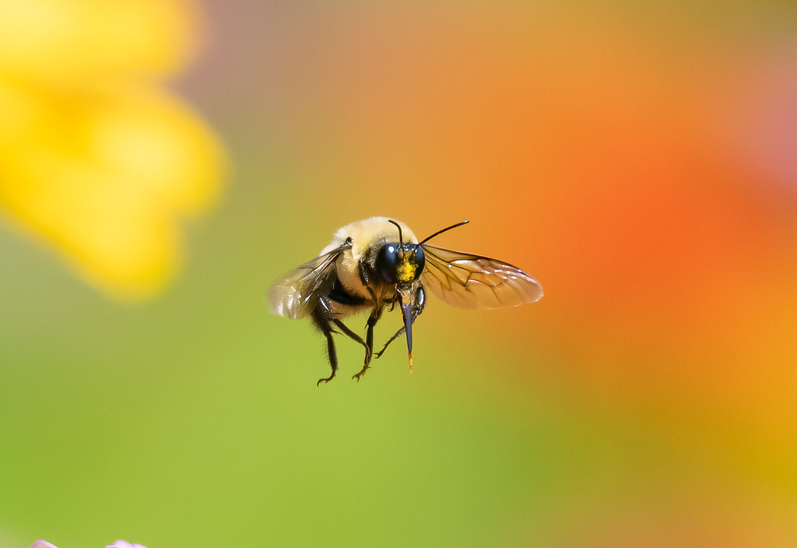 Bumblebee among the flowers