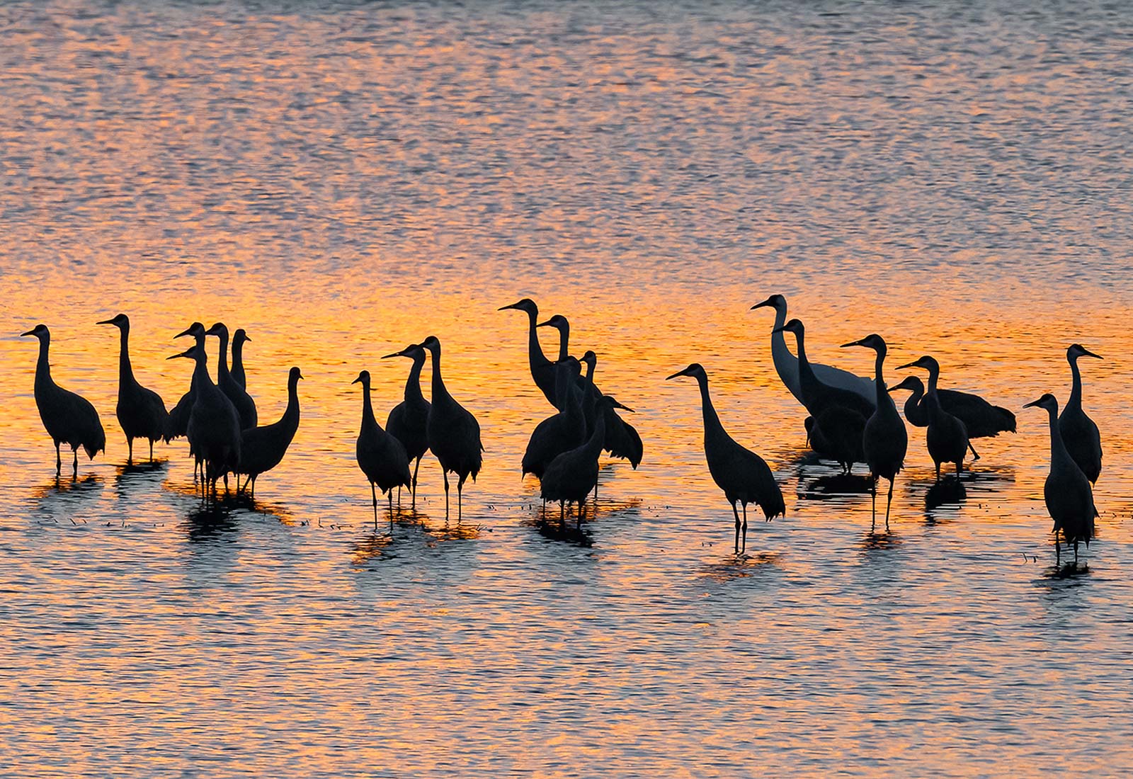 Sandhill Cranes and Whooping Crane