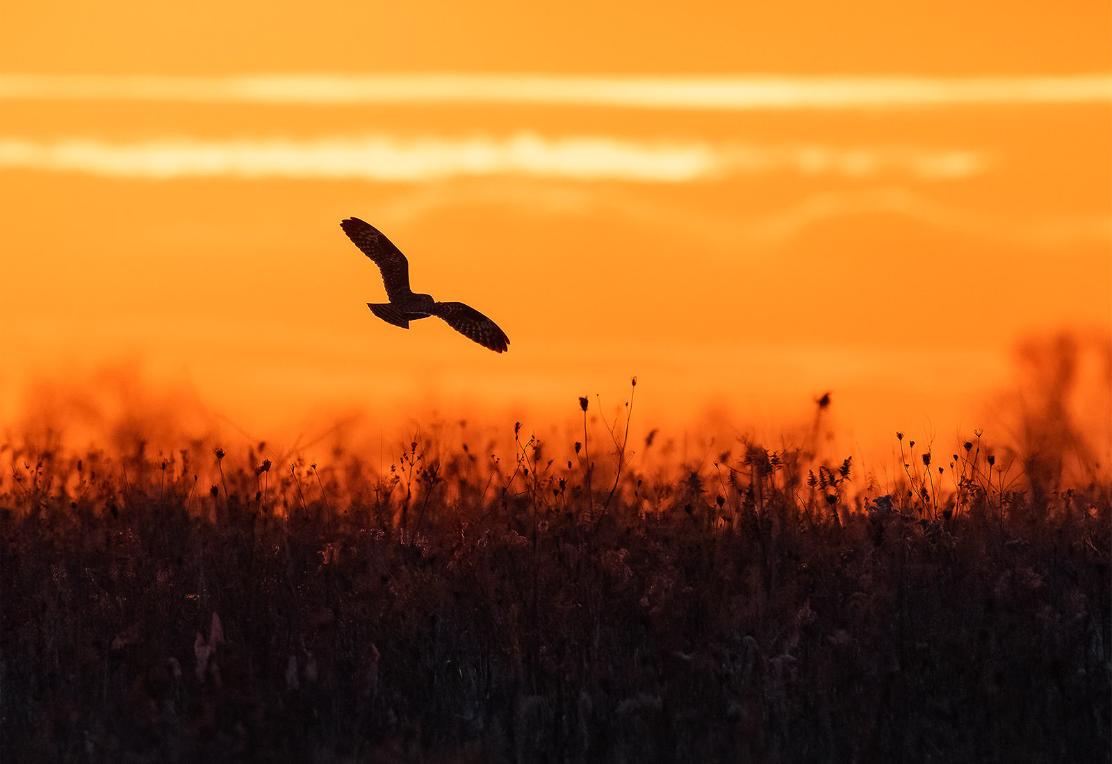 Short-eared Owl on the hunt during sunset