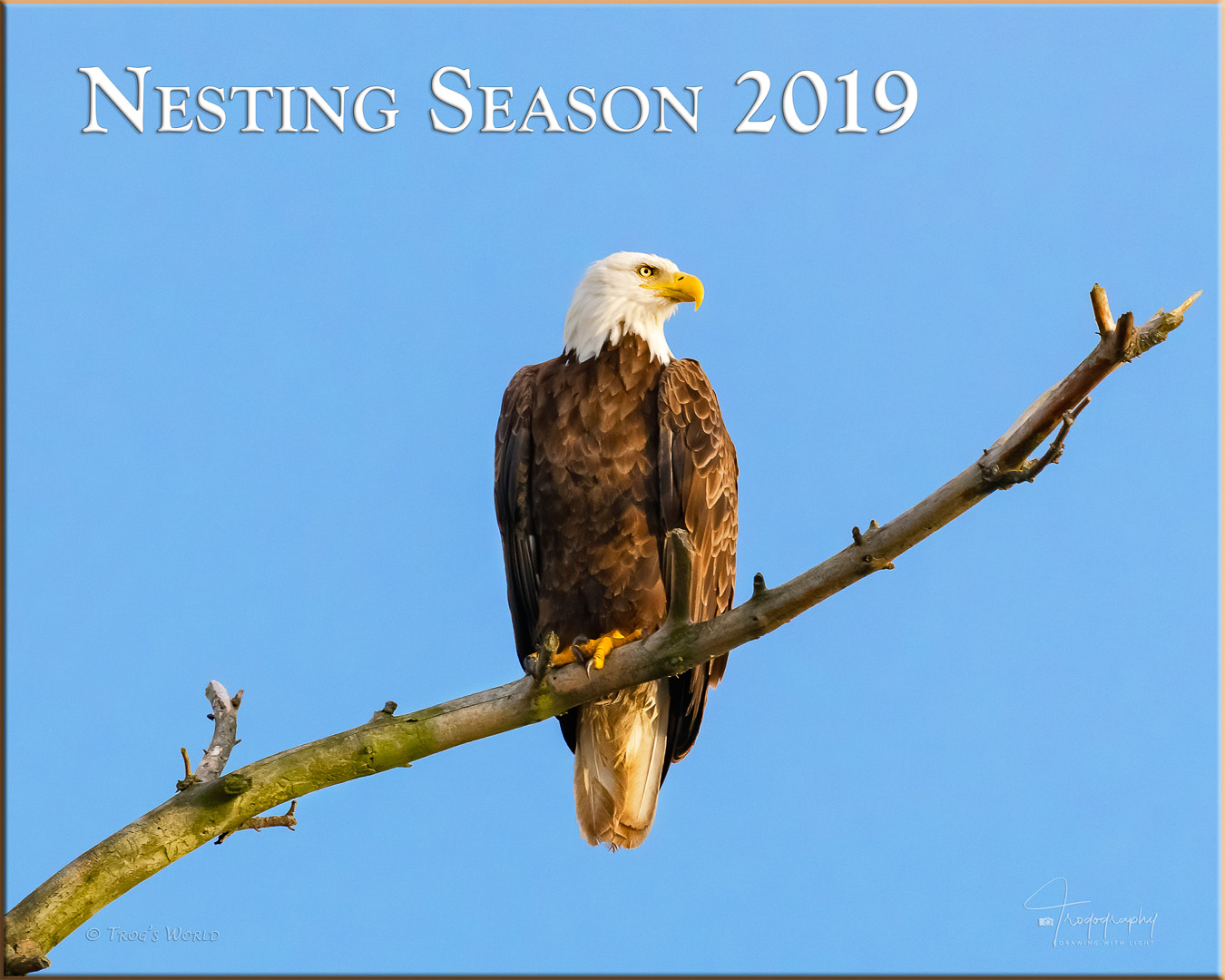 Bald Eagle sitting on a branch