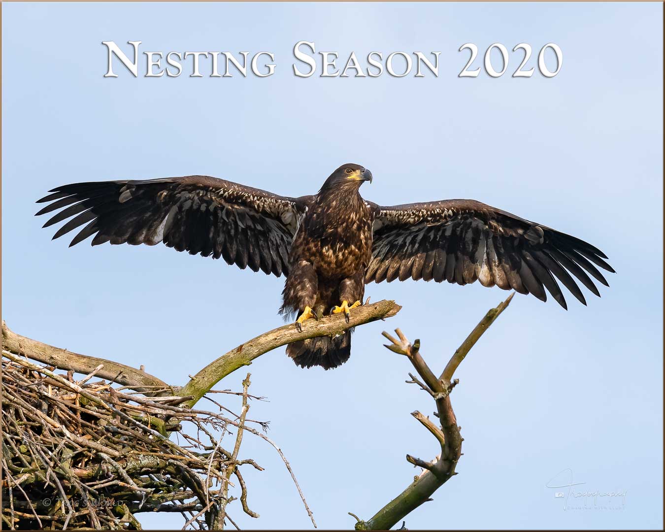 Juvenile Eagle spreading its wings on a branch