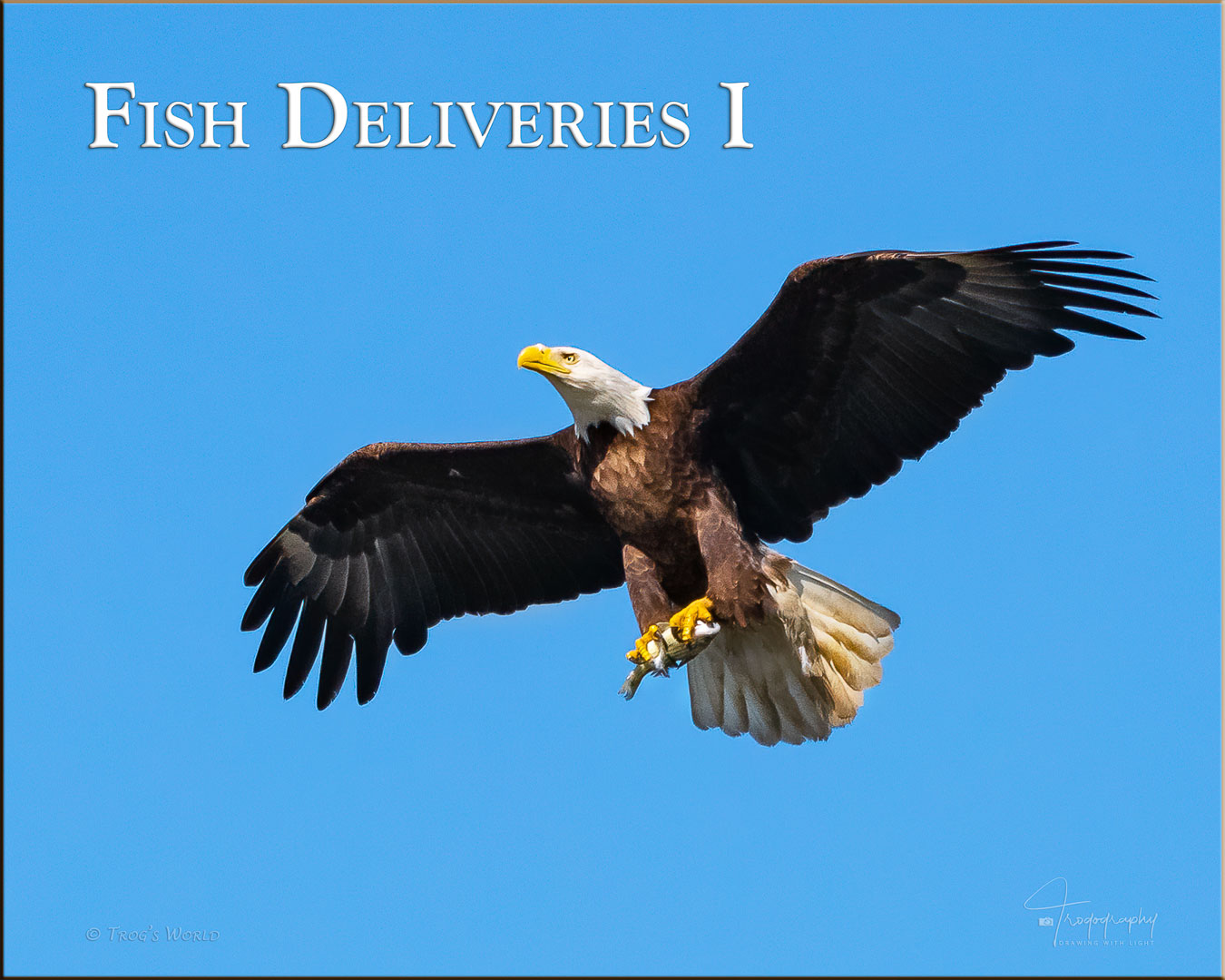 Eagle delivering fish to the nest for the eaglets