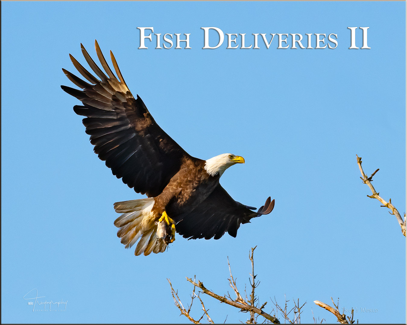 Eagle delivering fish to the nest for the eaglets