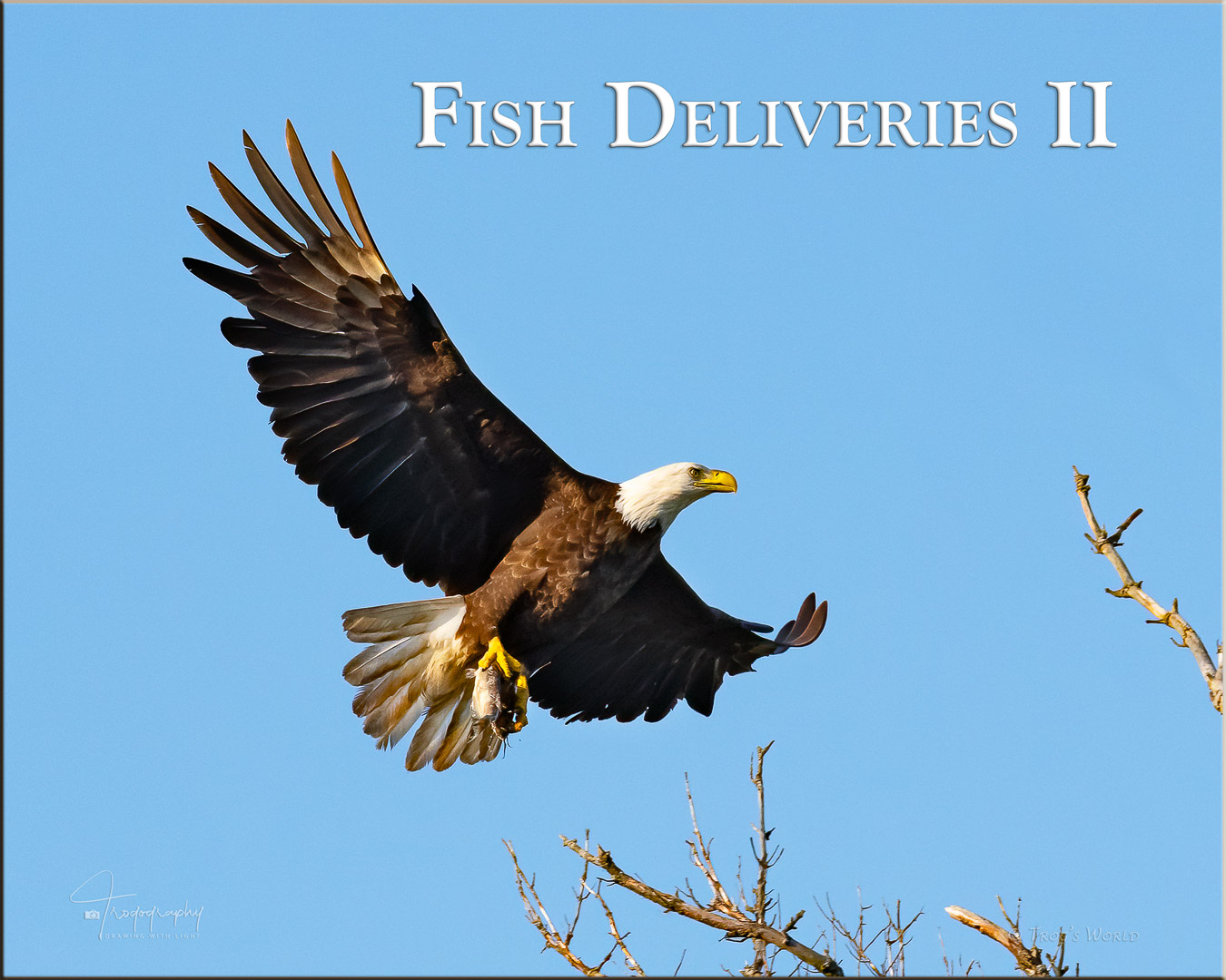 Bald Eagle delivering a fish to the nest