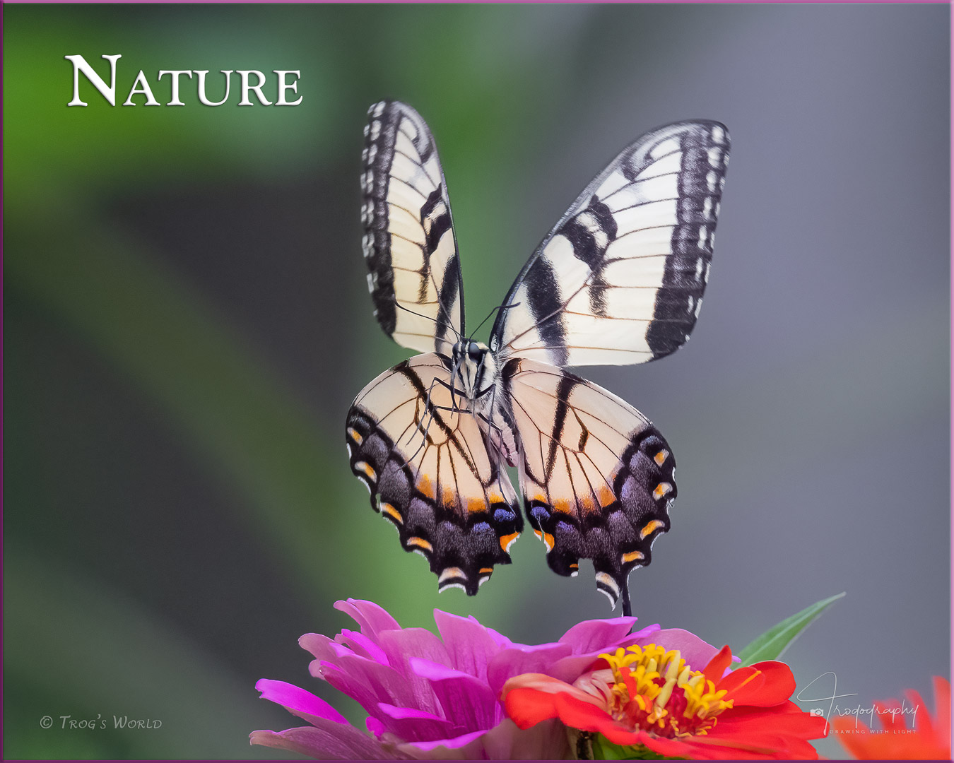 Eastern Tiger Swallowtail (female) in the flowers