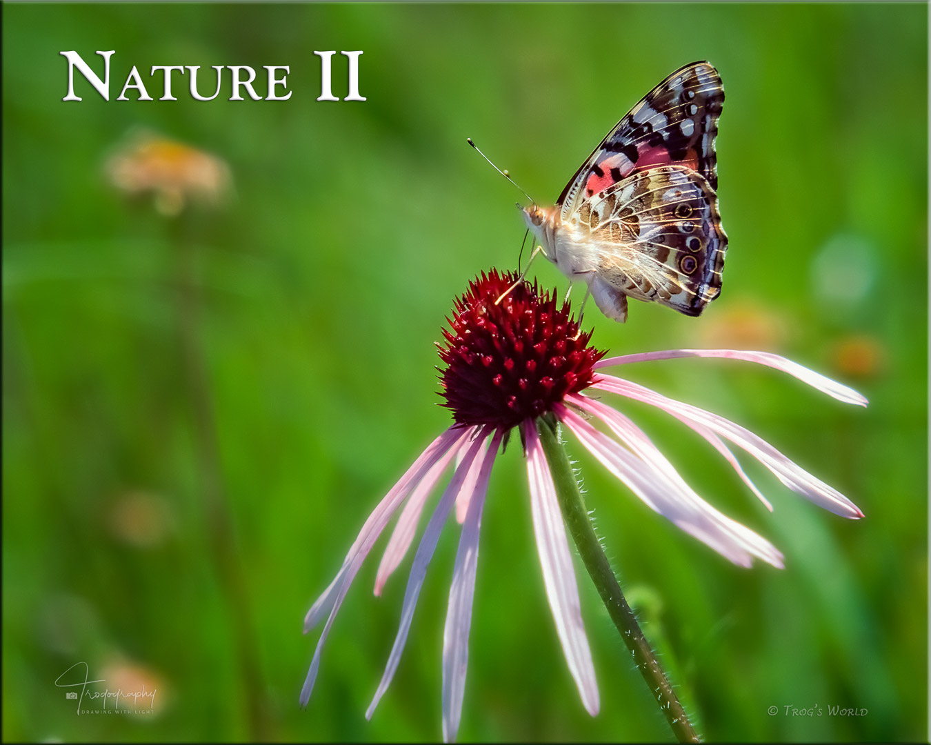 Easter Tiger Swallowtail (female) in flight