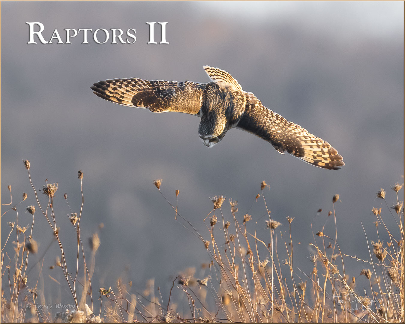Short-eared Owl dive-bombing for a vole