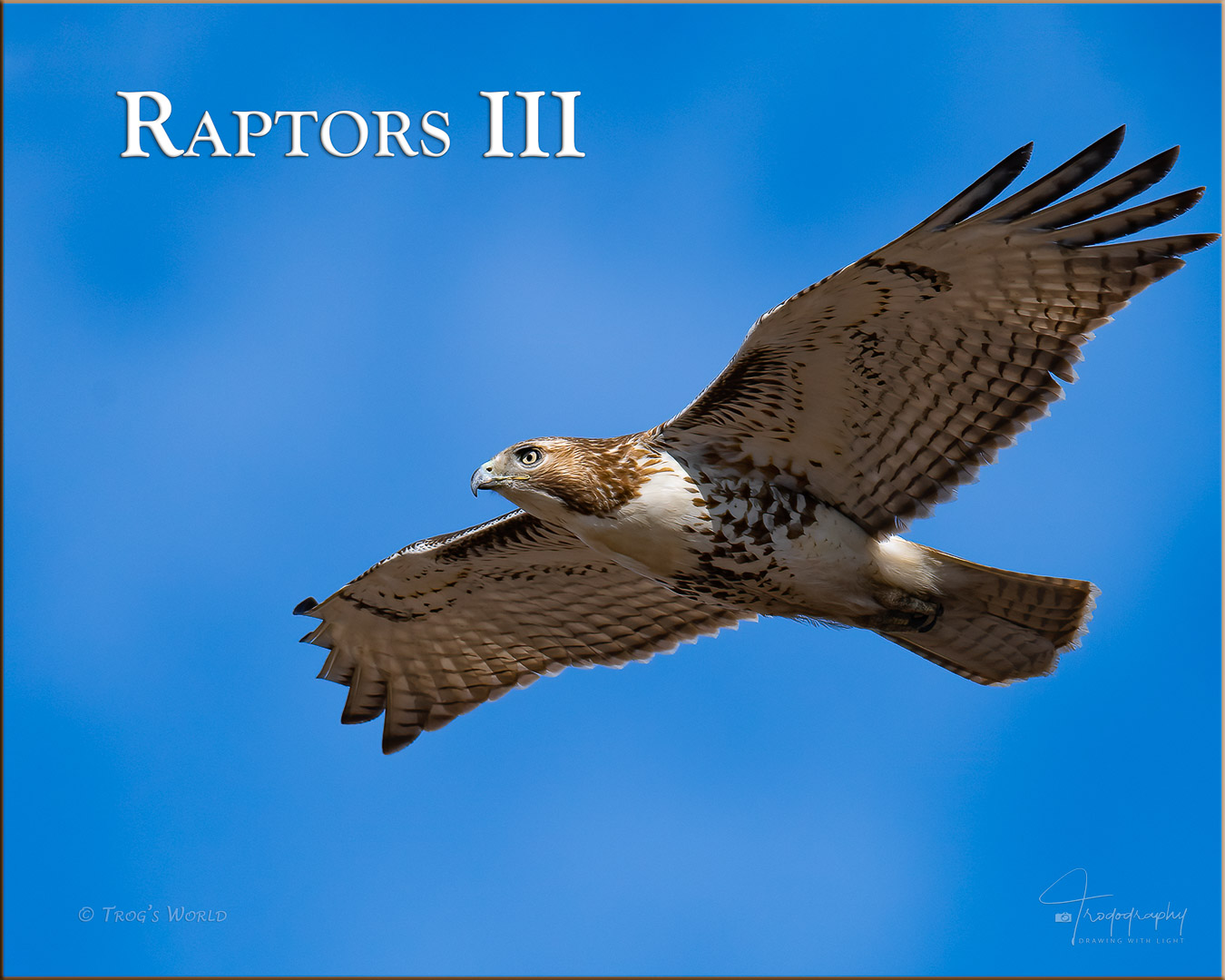 Red-tailed hawk in flight