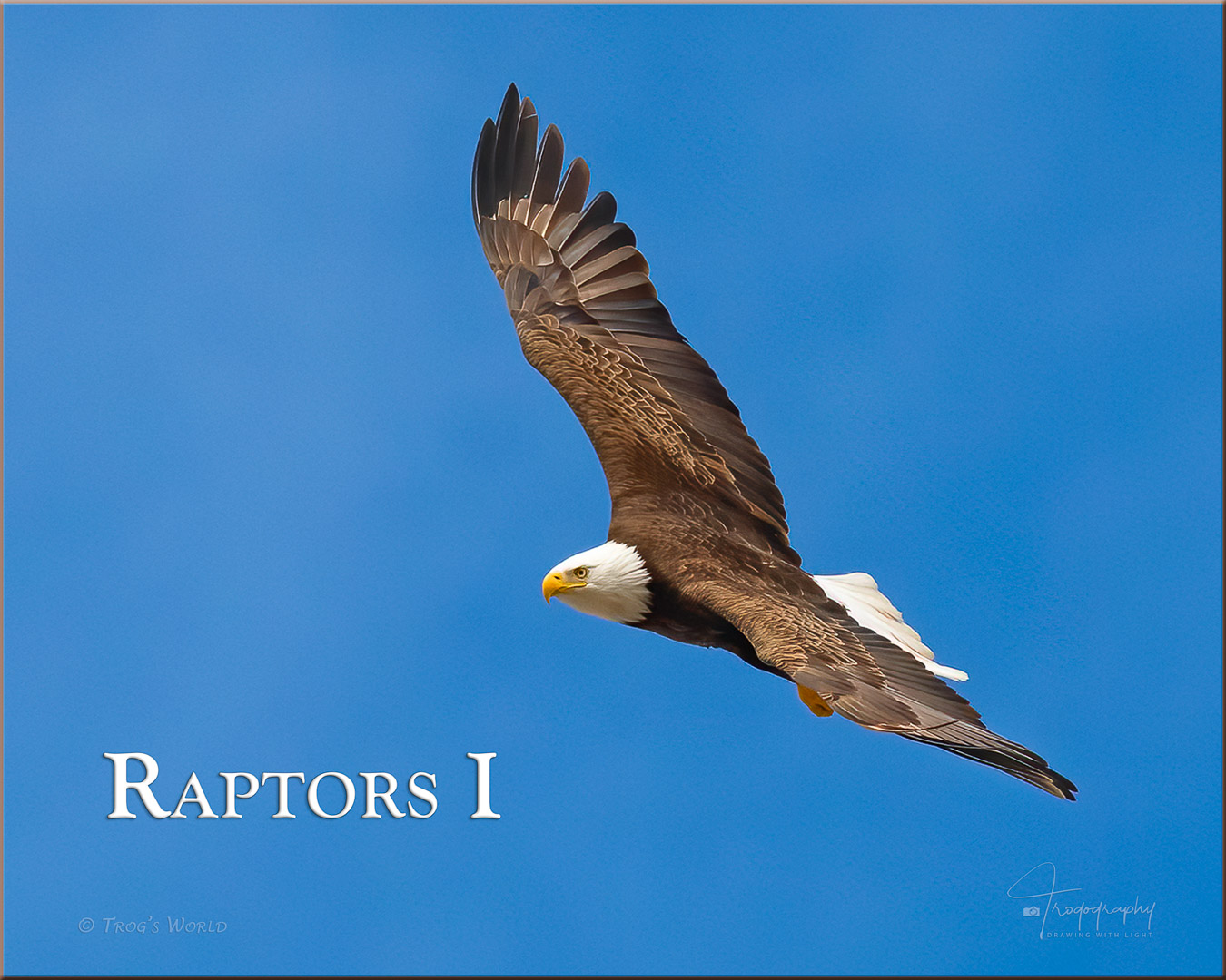 Bald Eagle in flight, banking