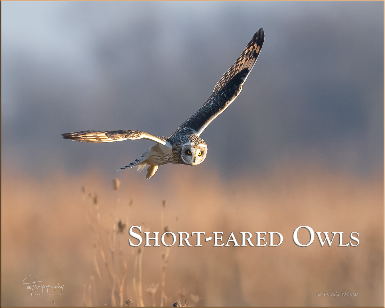 Short-eared Owl in flight over the prairie