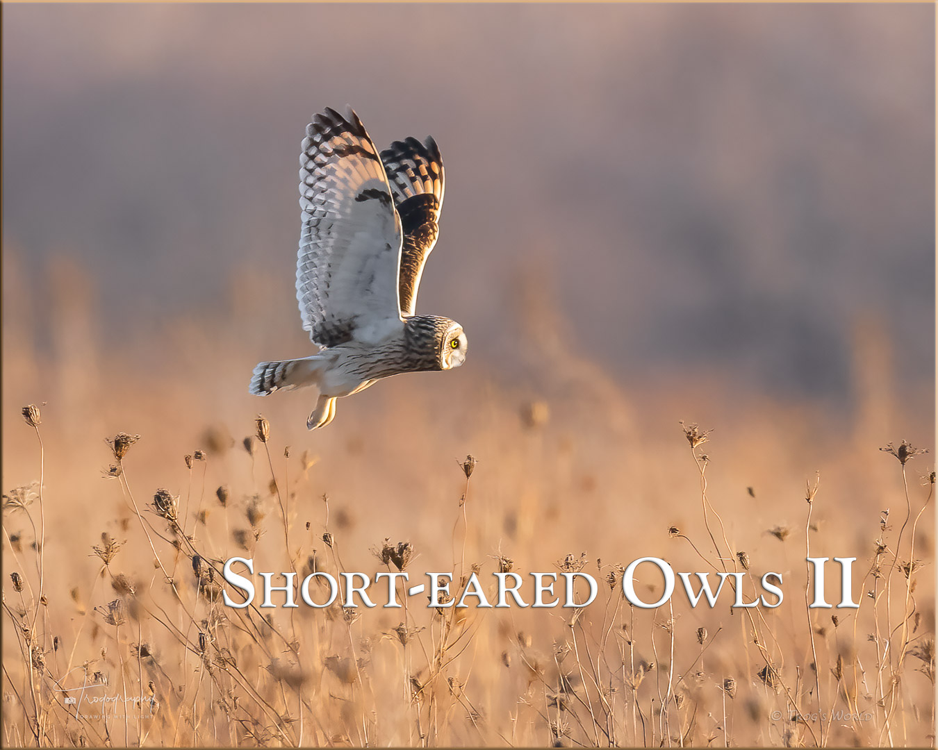 Short-eared Owl in flight over the prairie