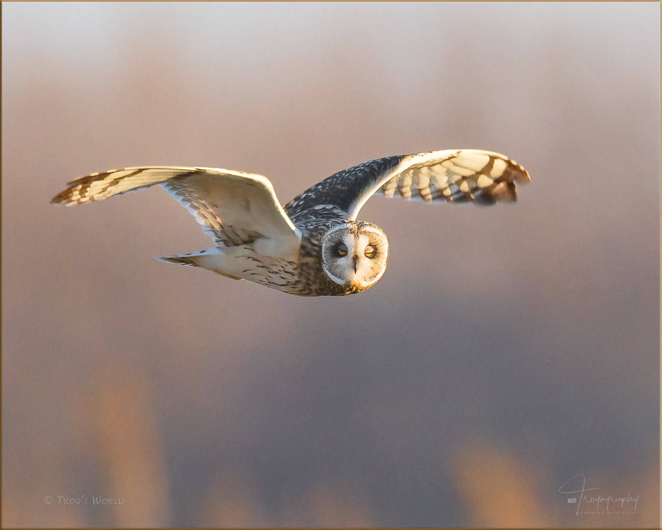 Short-eared Owl in flight during sunset
