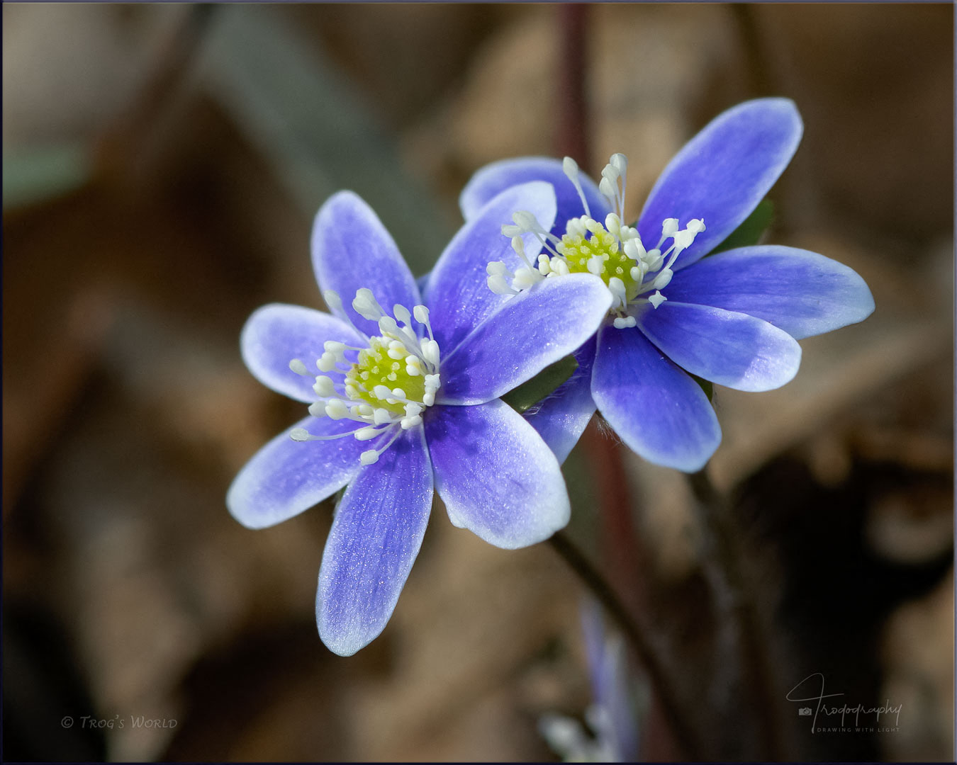 Liverwort in northern IL forest