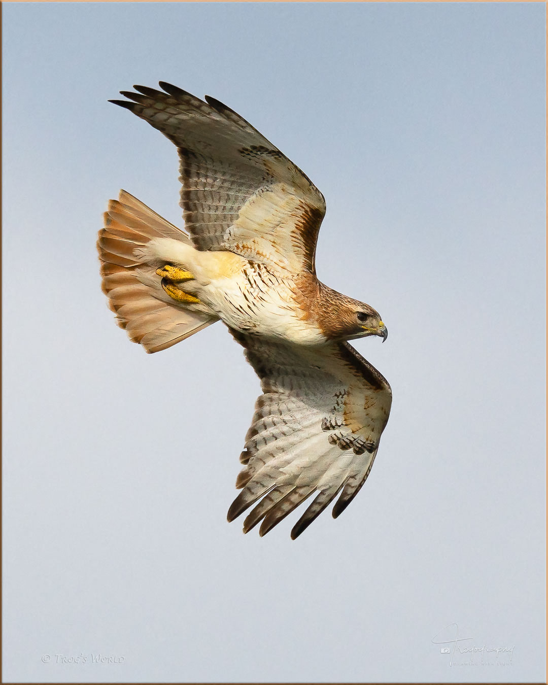 Red-tailed Hawk in flight over Illinois prairie