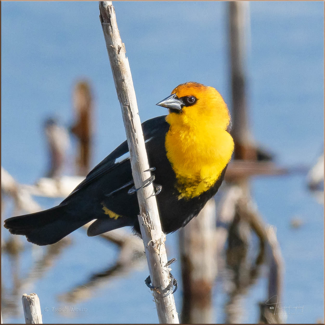 Yellow-headed Blackbird on last year's reed stem
