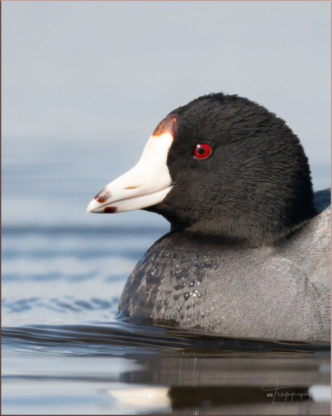 American Coot floating in the water