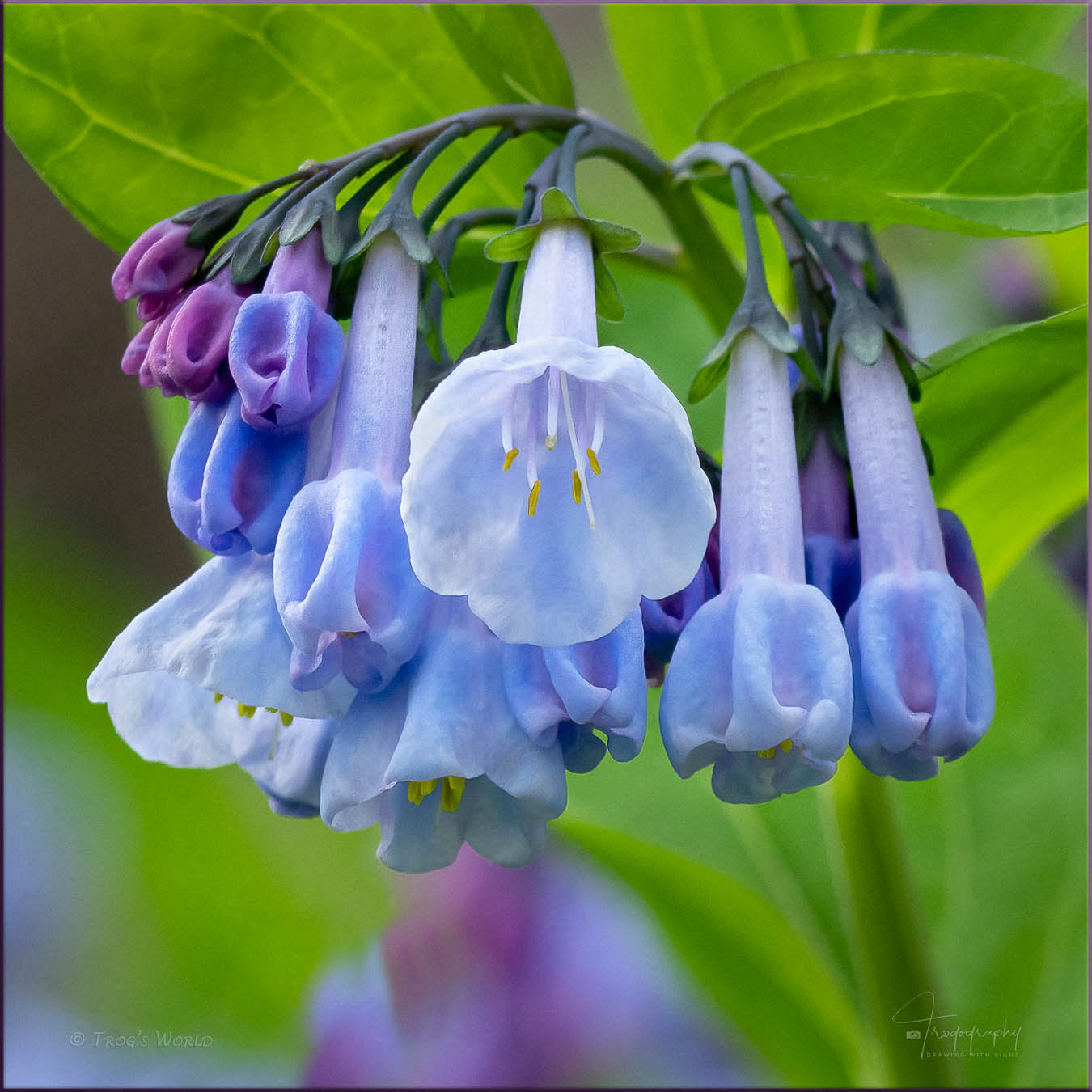 Virginia Bluebells in northern Illinois