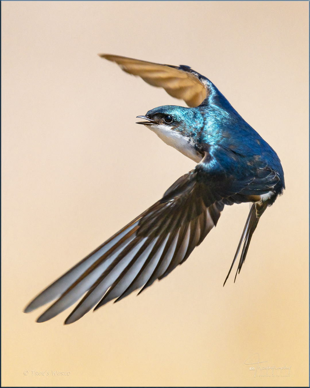 Tree Swallow in flight