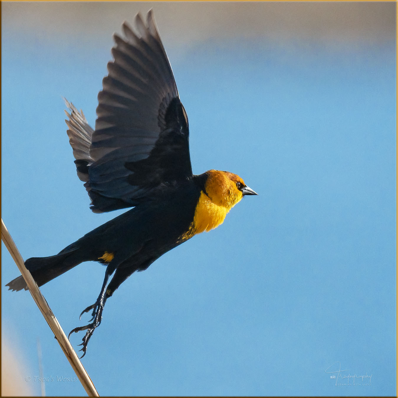 Yellow-headed Blackbird taking flight