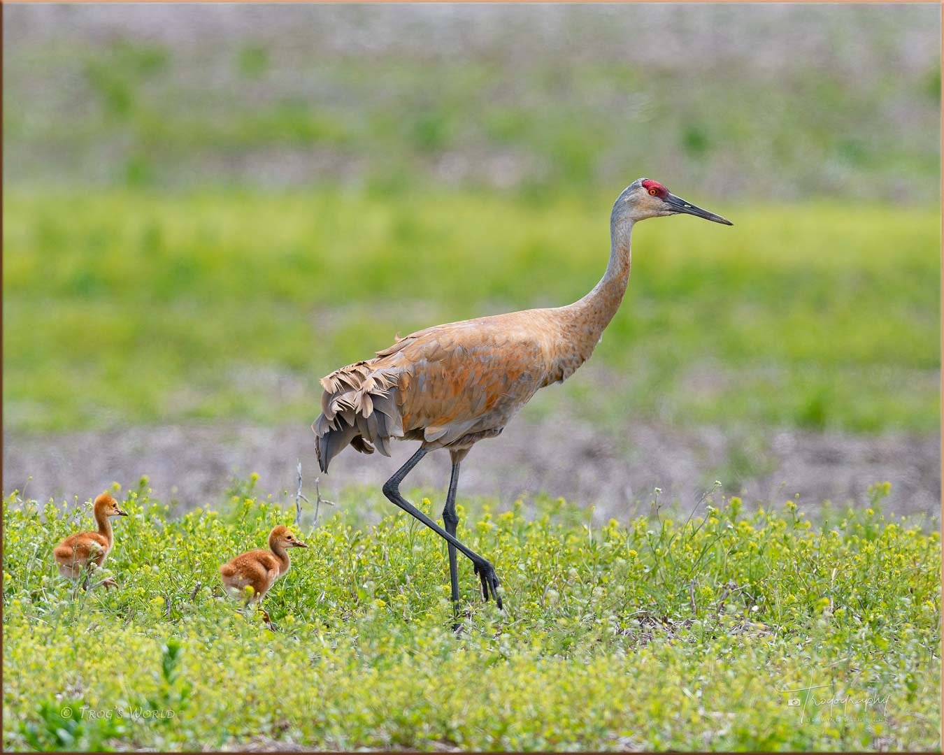 Sandhill Crane with its colts