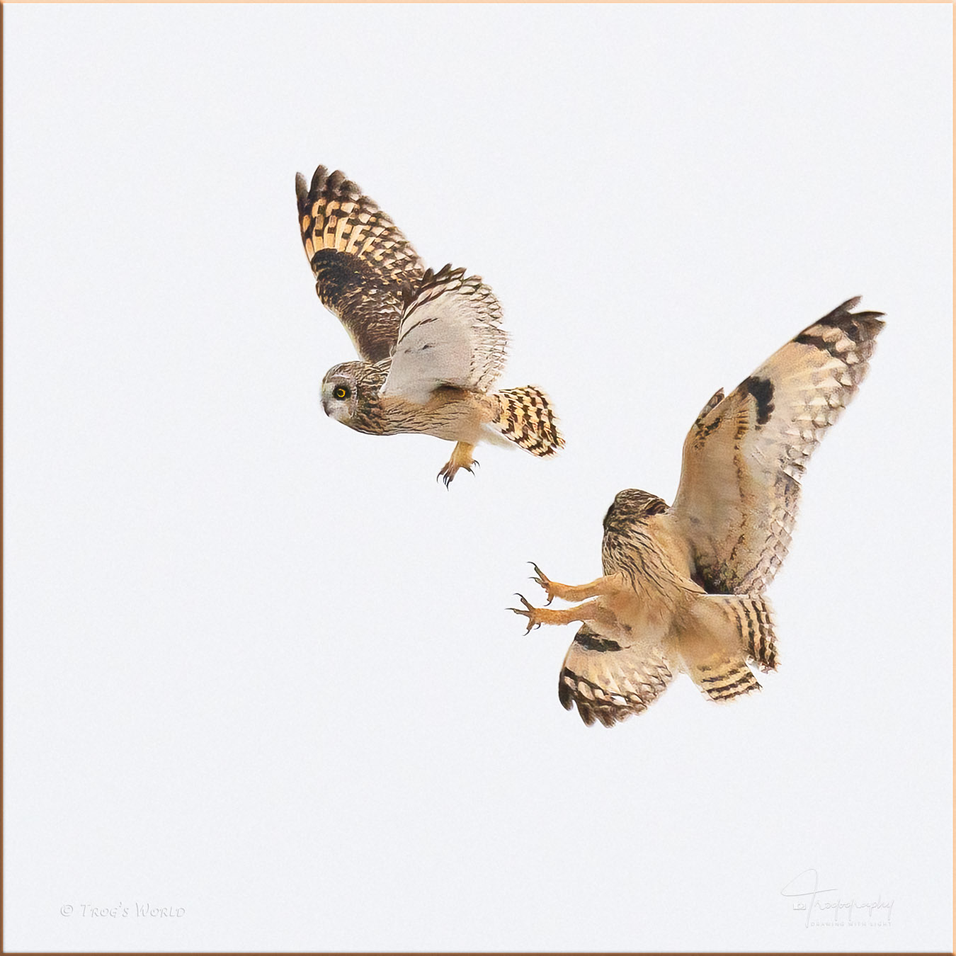 Short-eared Owls in Fight Mode