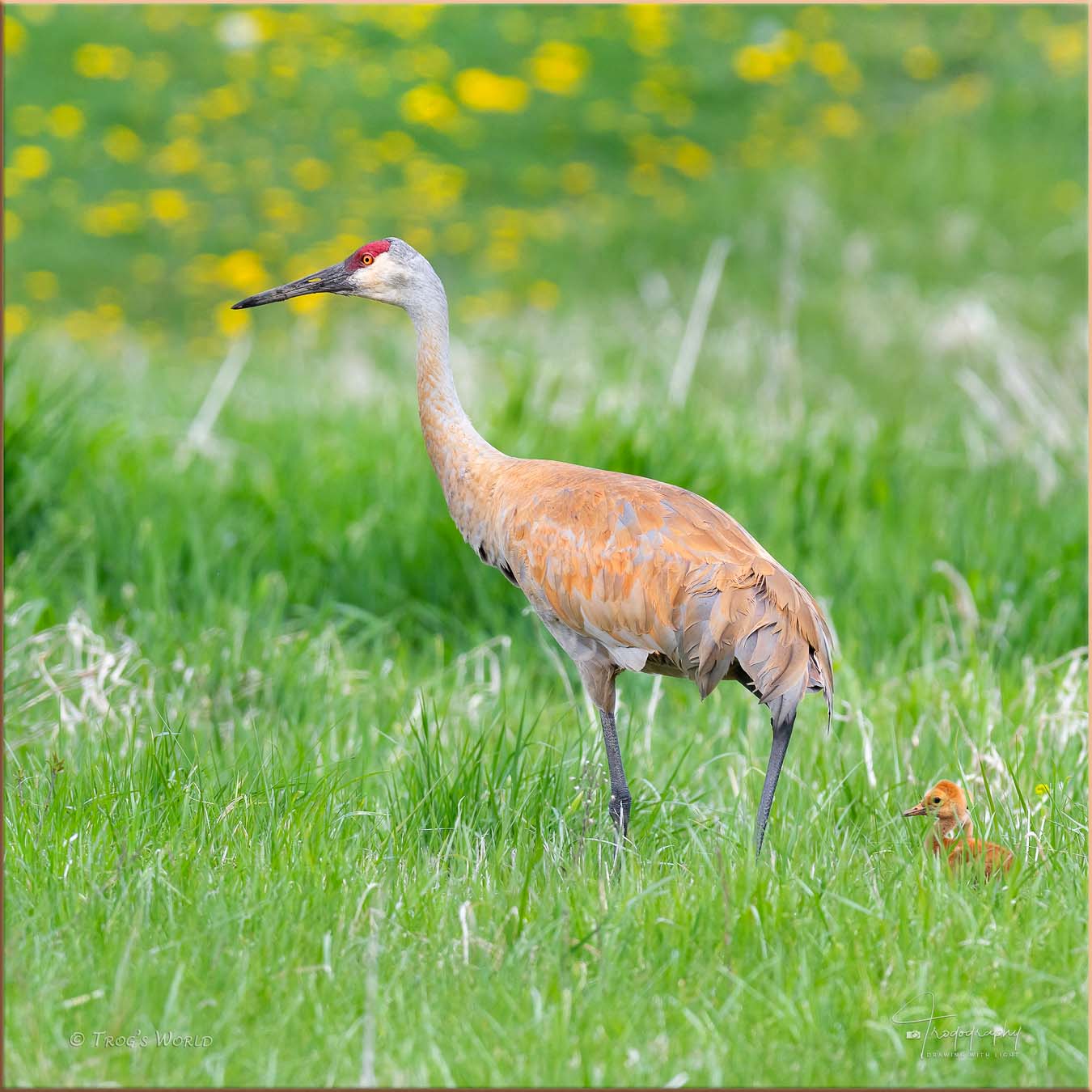 Sandhill Crane with its colt