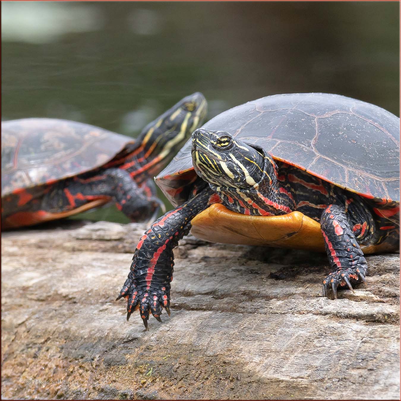 Painted Turtles on a log