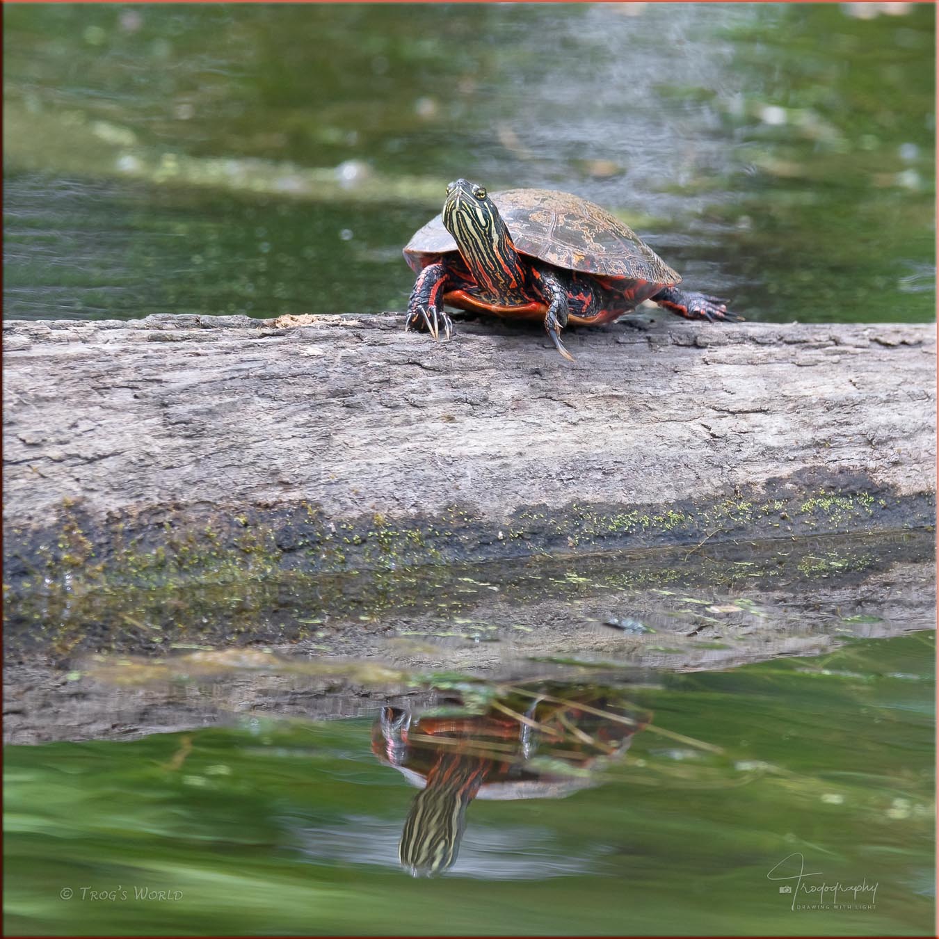 Painted Turtles on a log