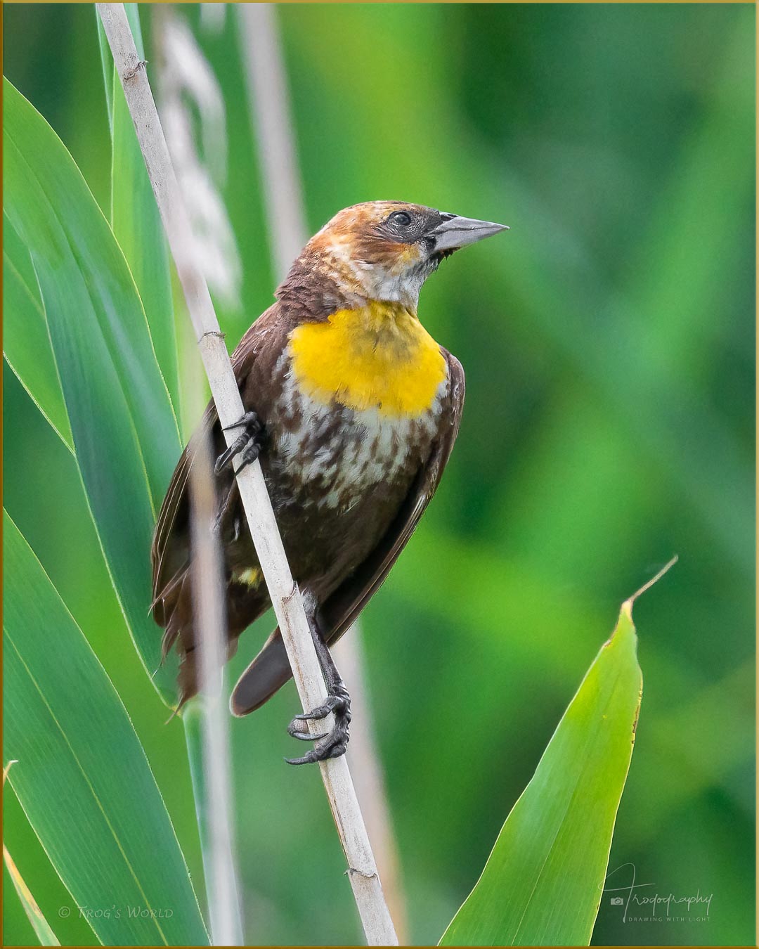 Female Yellow-headed Blackbird