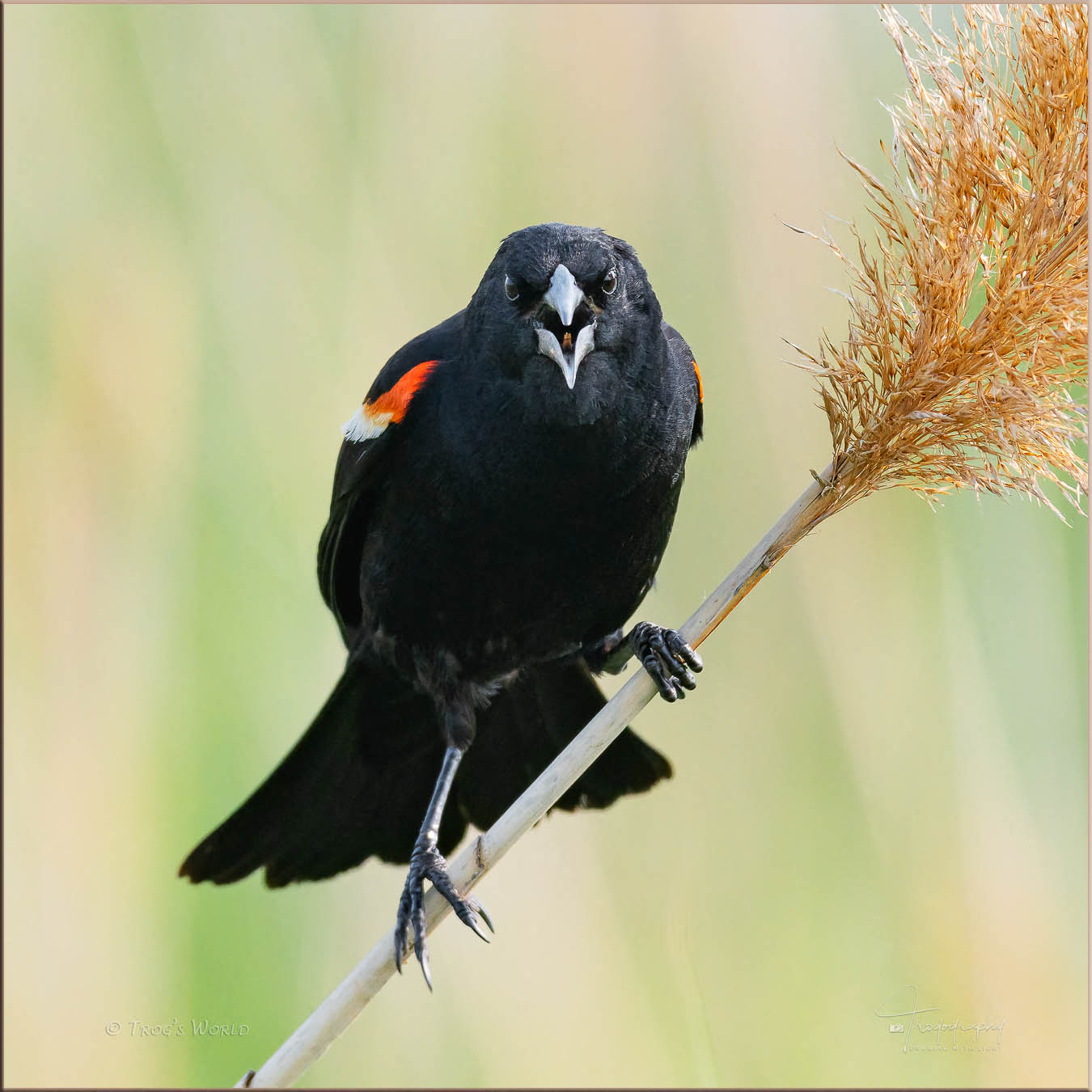 Red-winged Blackbird on a reed
