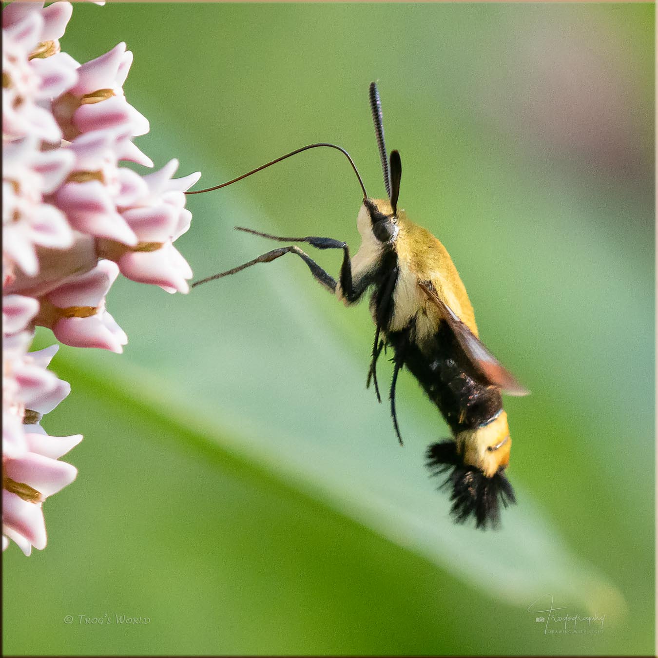 A Snowberry Clearwing Moth enjoying a milkweed