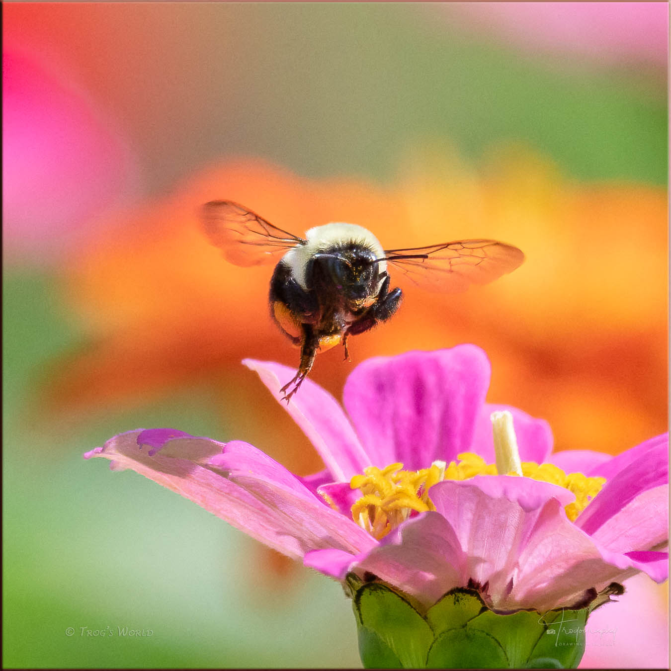 Bumblebee in flight over the flowers