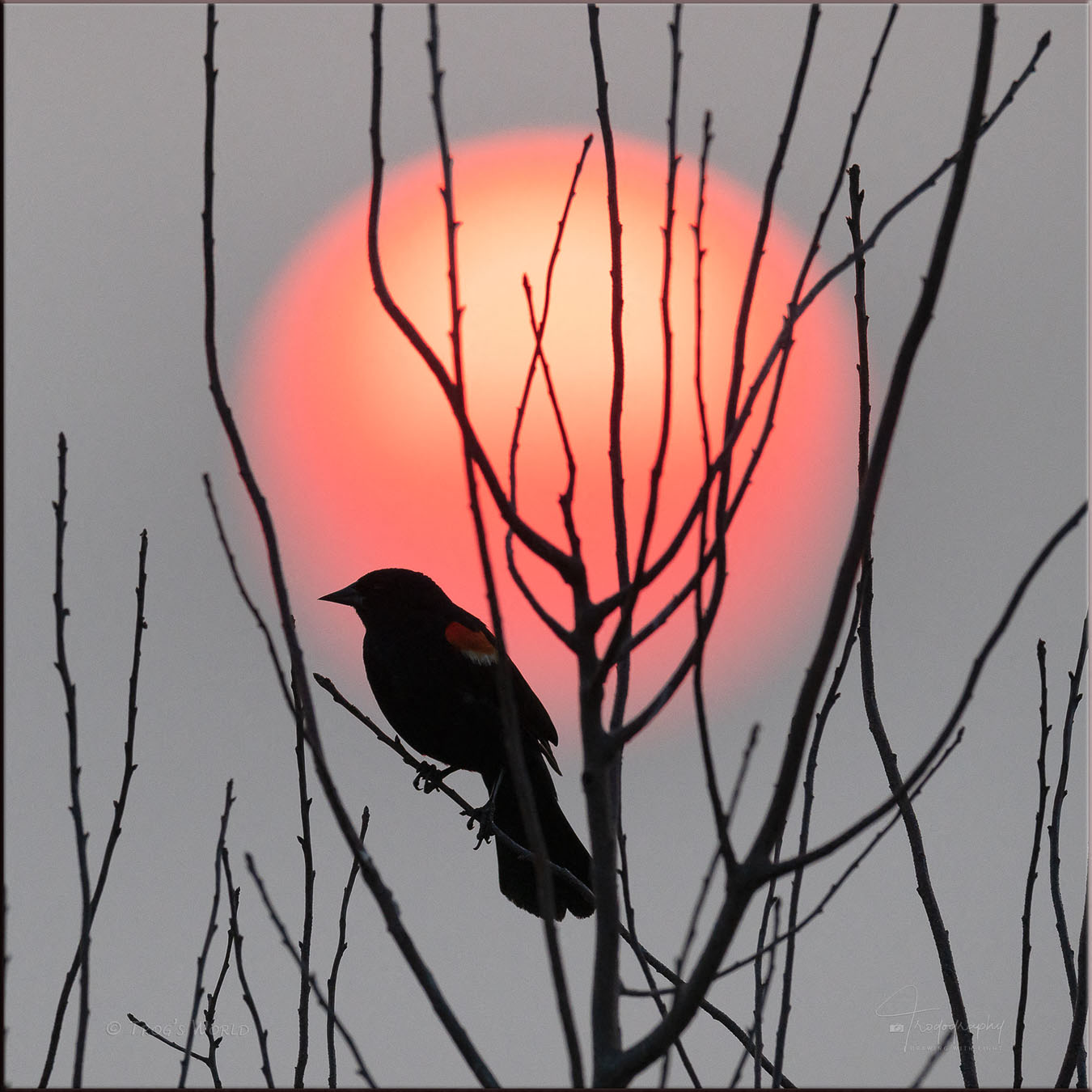 Red-winged Blackbird in the smoky sunset