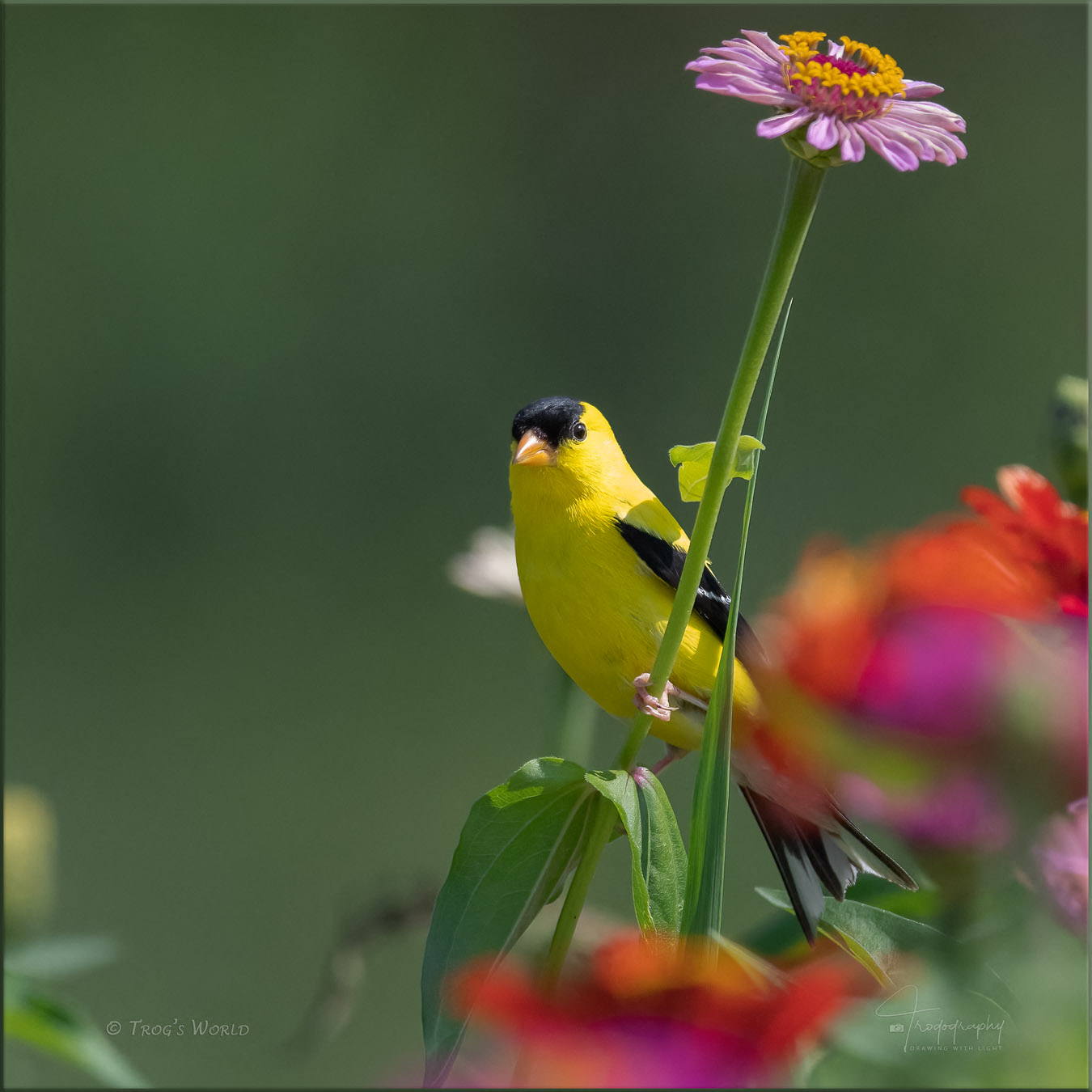 American Goldfinch perched on a flower