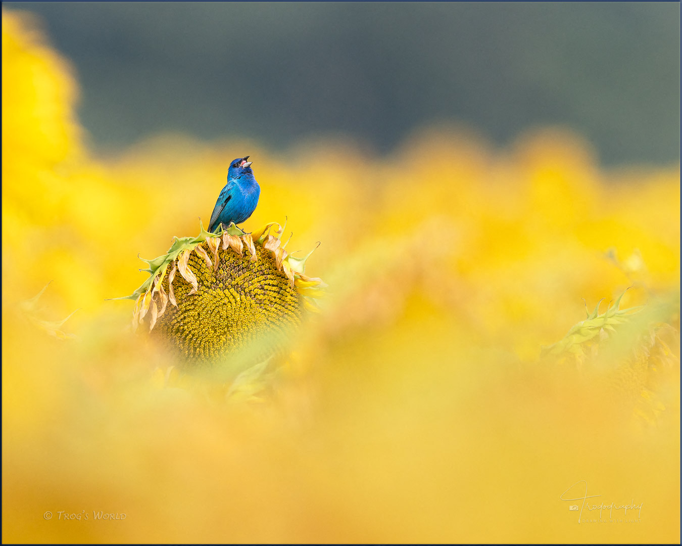 Indigo Bunting among the sunflowers