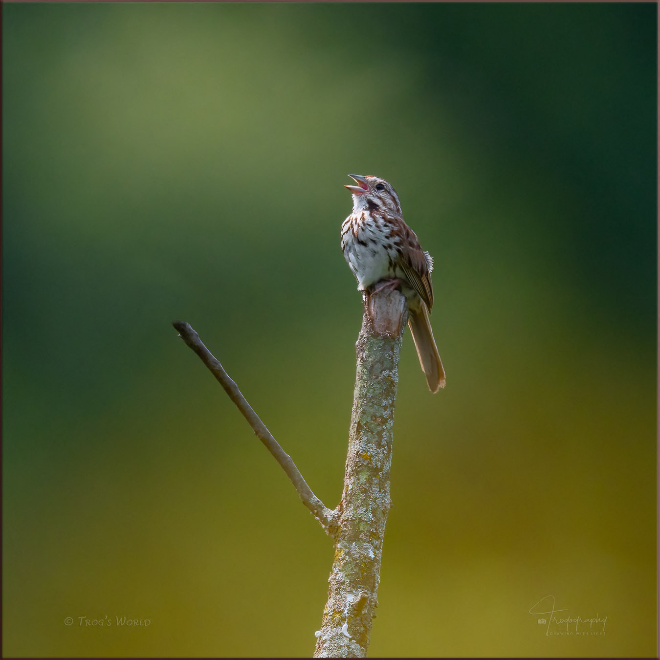 Song Sparrow singing its song