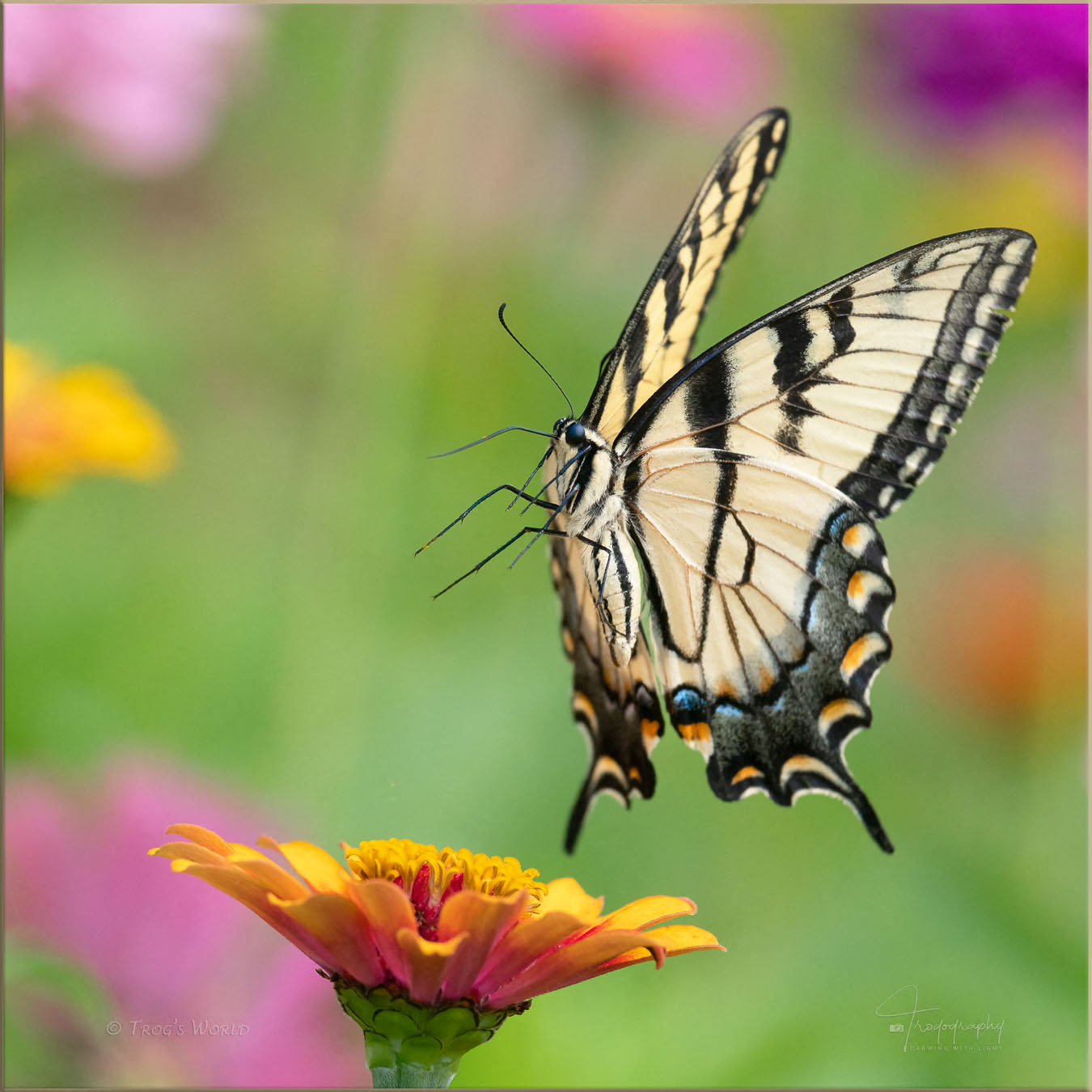 Female Eastern Tiger Swallowtail in flight