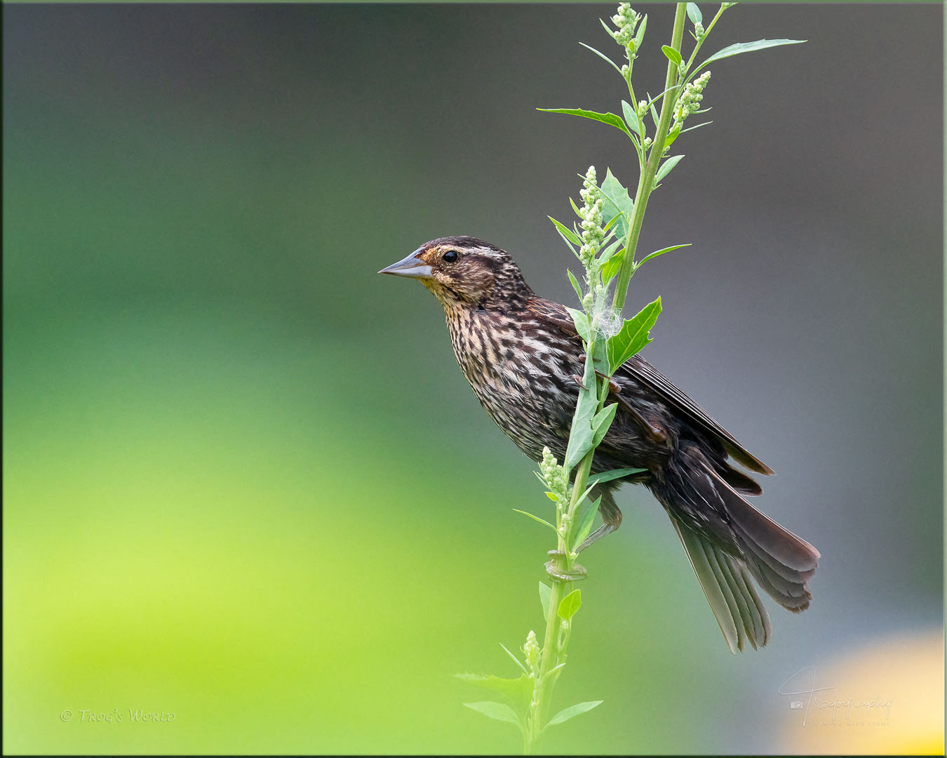 Female Red-winged Blackbird