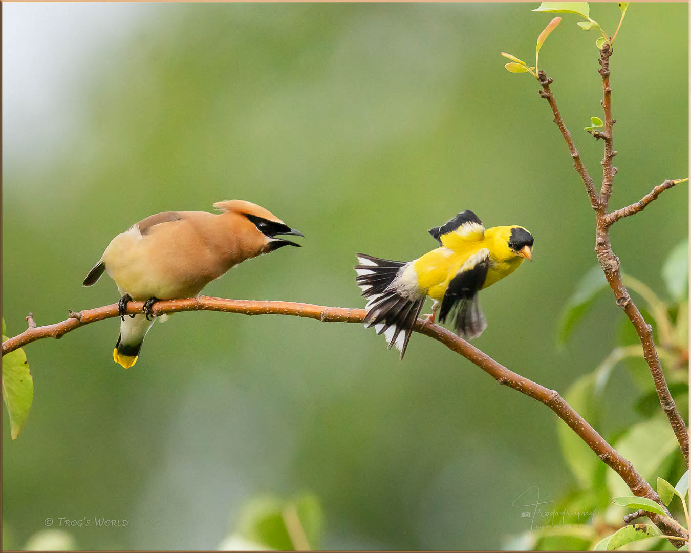 Cedar Waxwing and American Goldfinch in a tussle