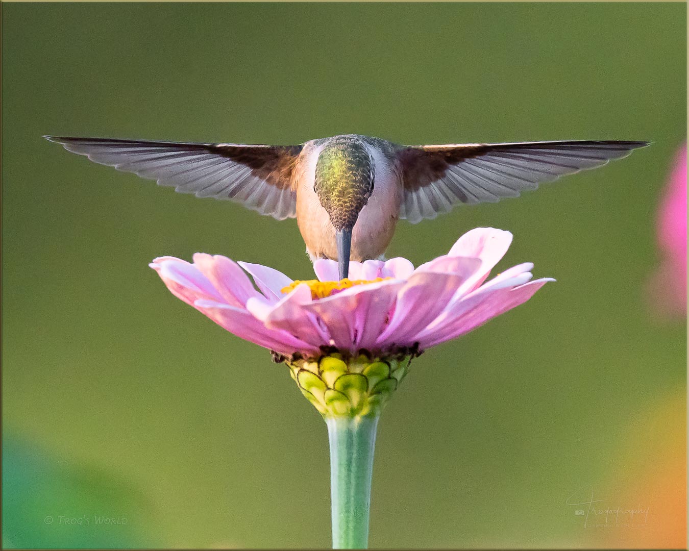 Ruby-throated Hummingbird poking at a flower