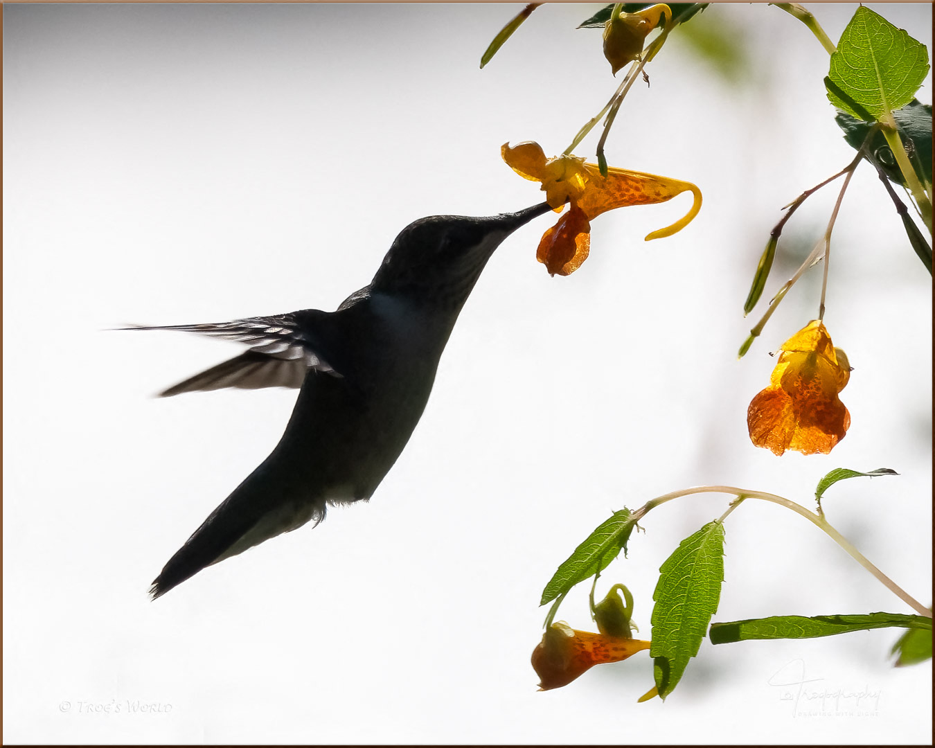 Ruby-throated Hummingbird Silhouette in flight