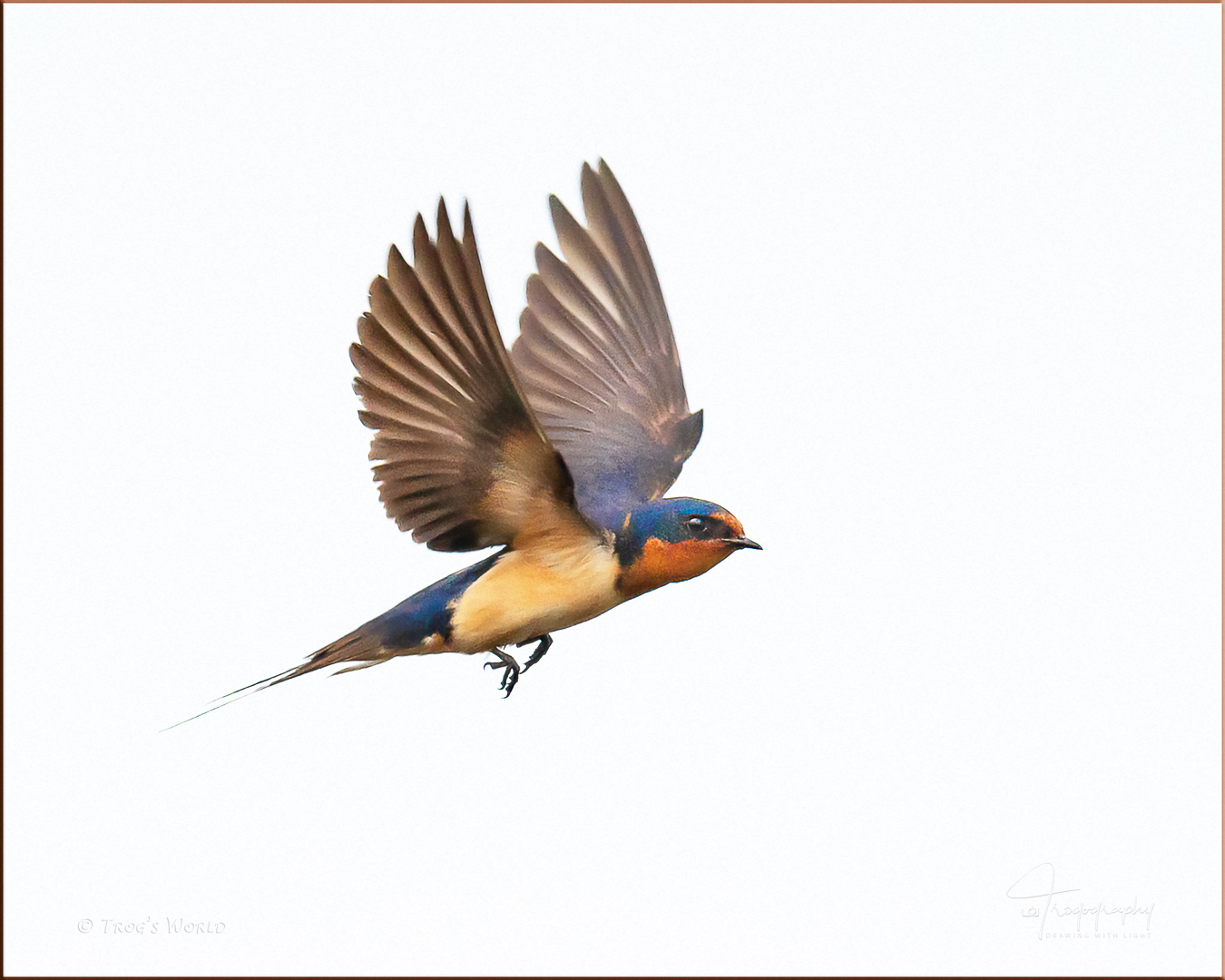 Barn Swallow in flight