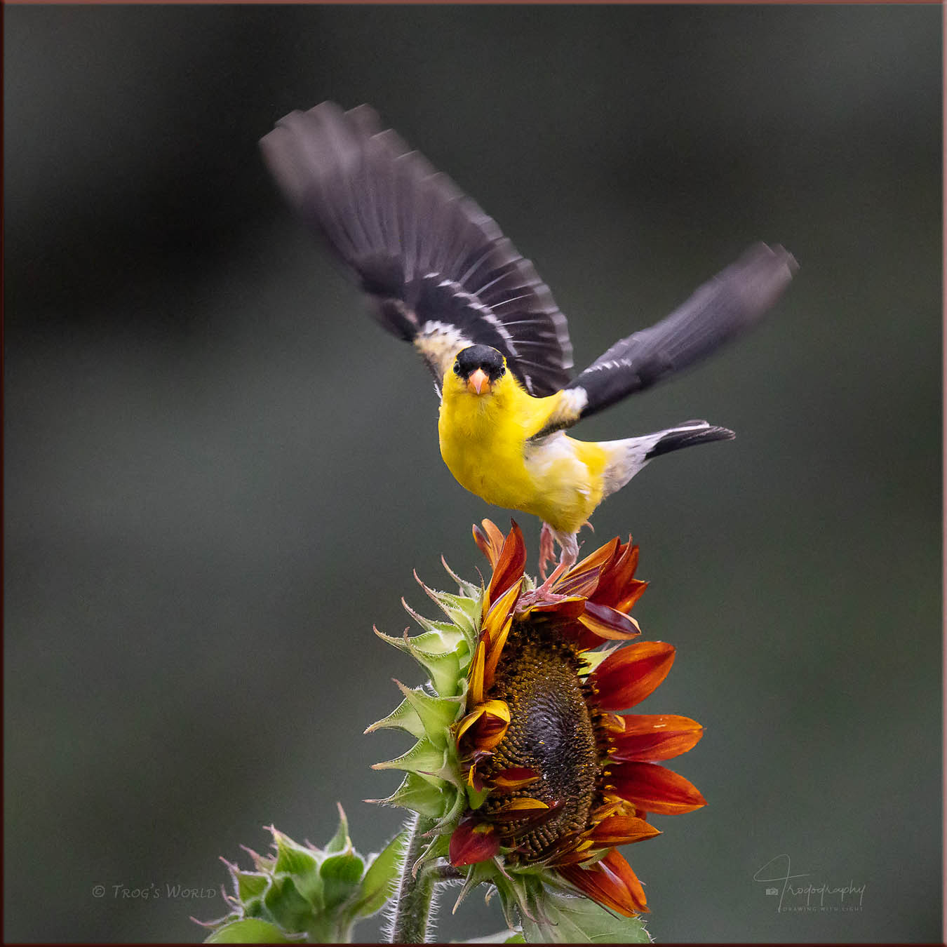 American Goldfinch lifting off from a sunflower