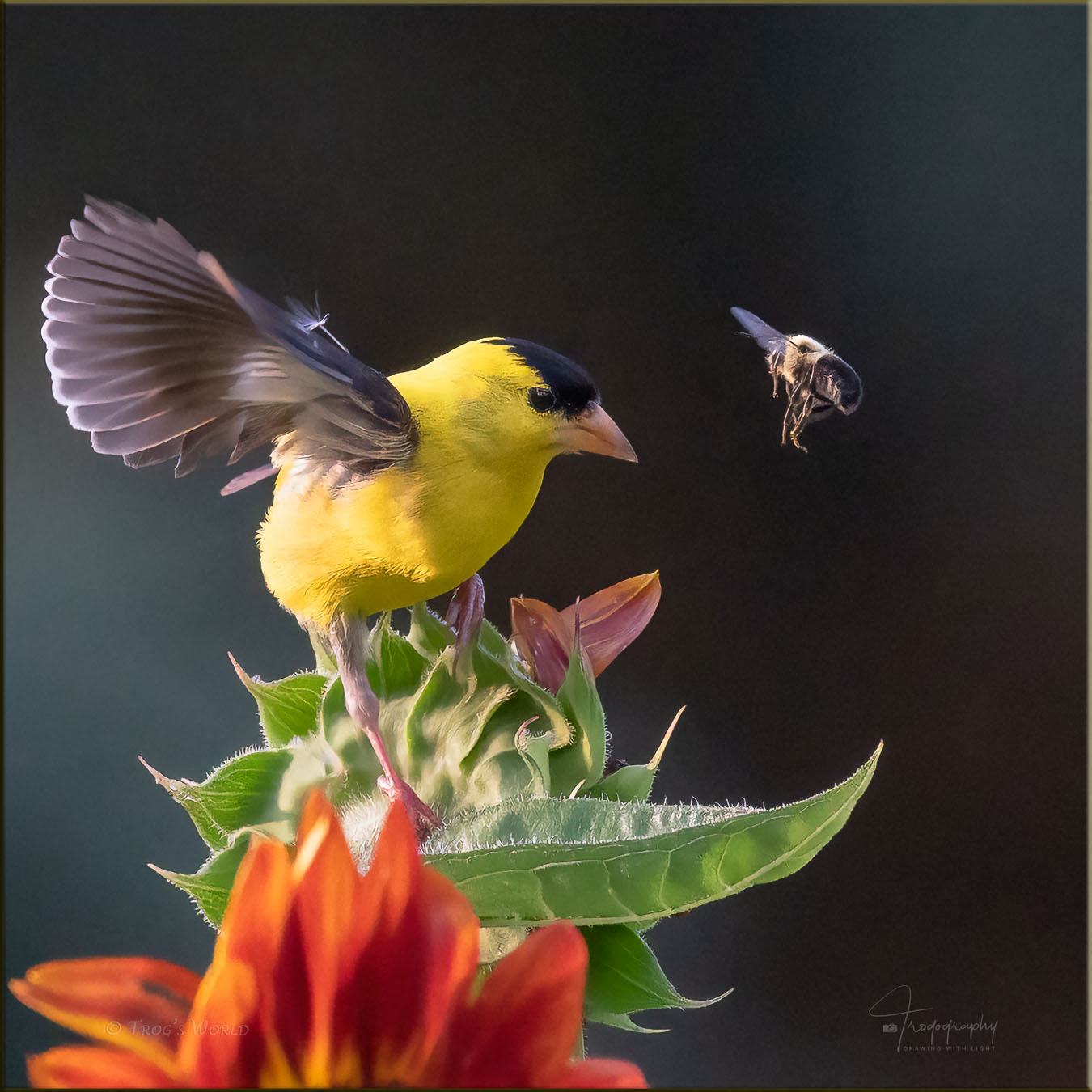 American Goldfinch and Bumblebee