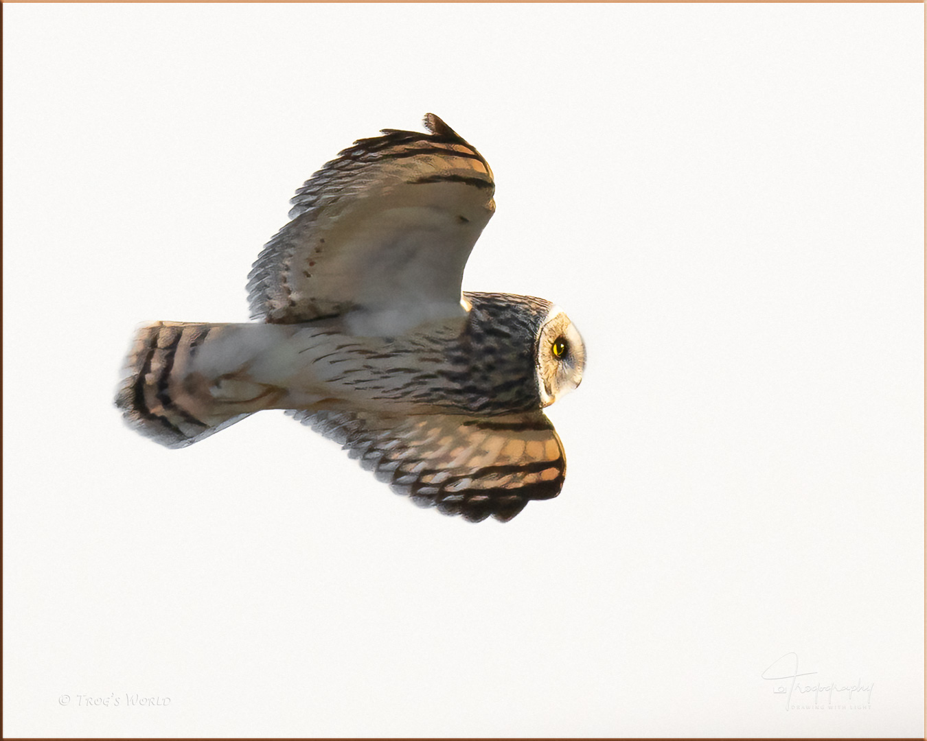 Short-eared owl in flight over the prairie