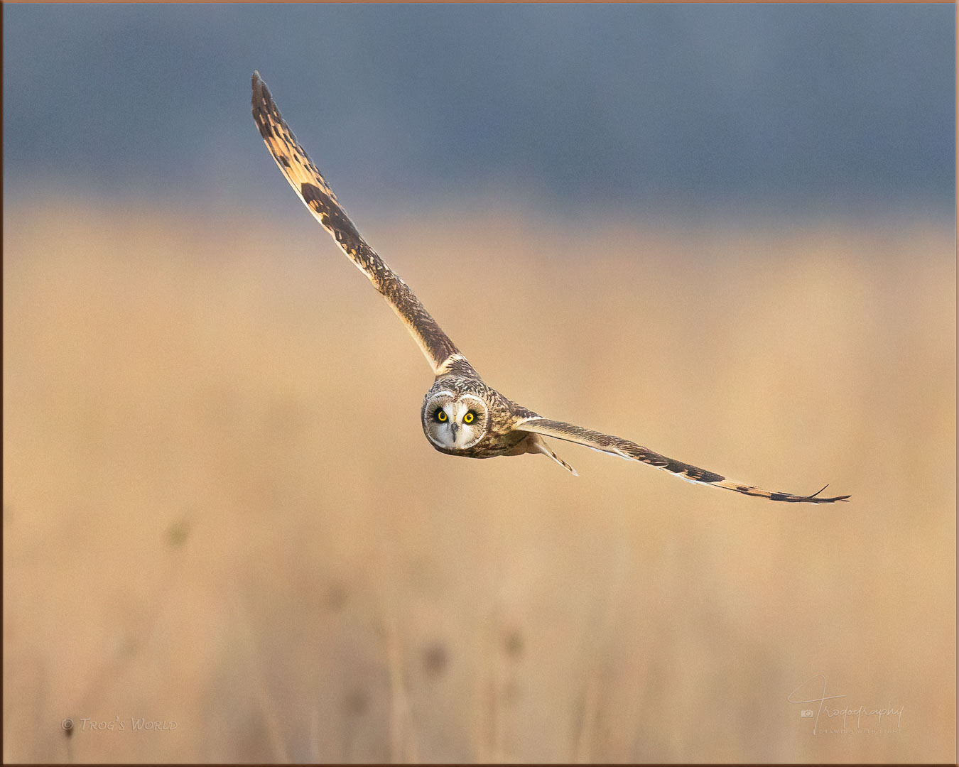 Short-eared owl in flight over the prairie