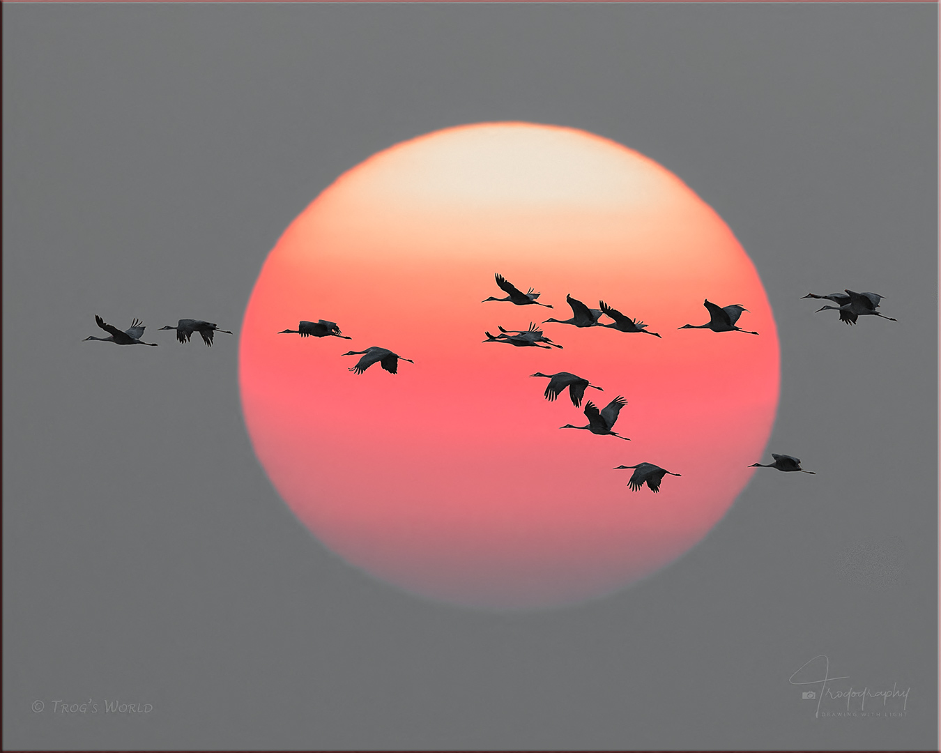 Sandhill Cranes and Sunset